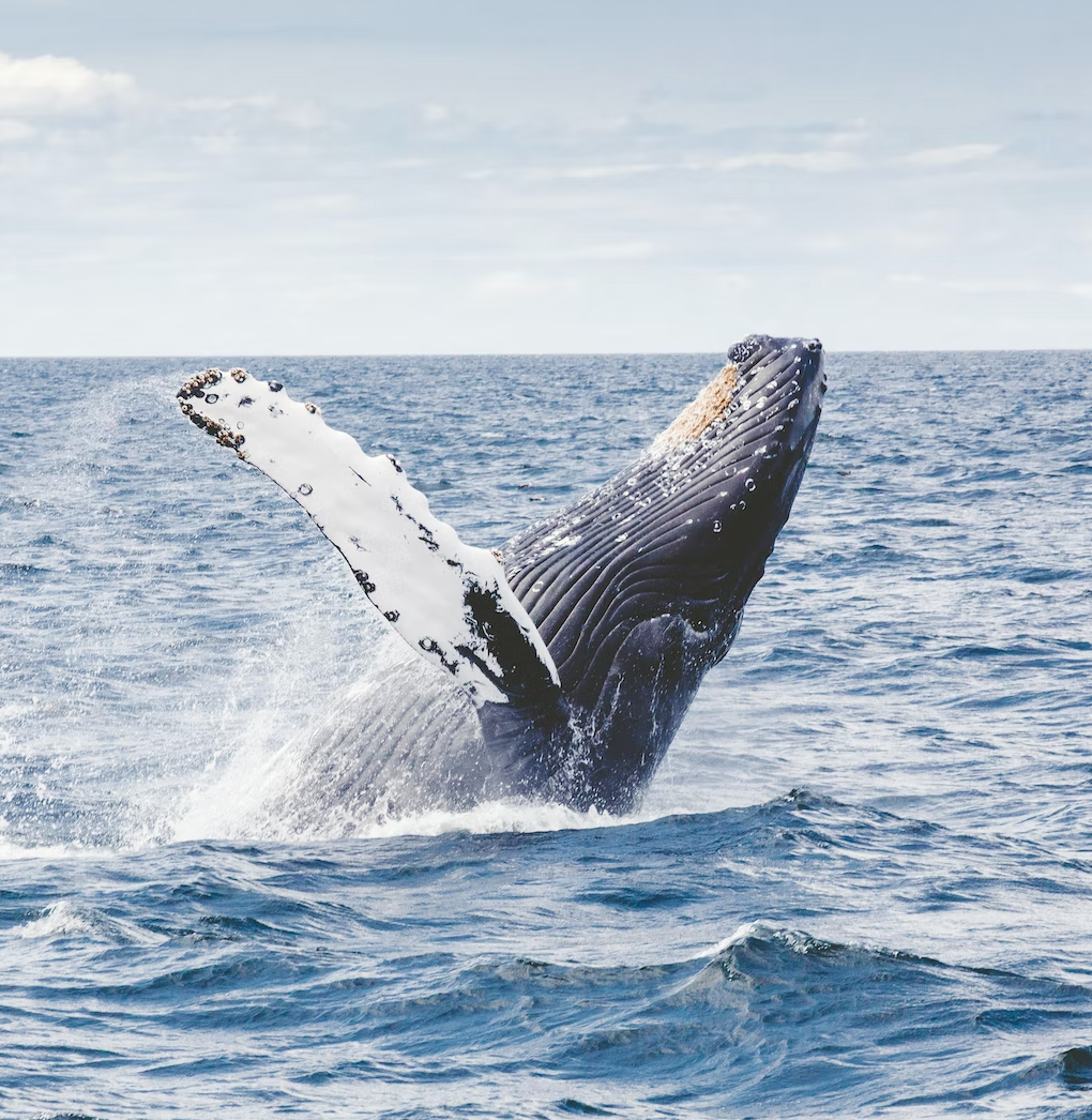 best time to visit maui to see humpback whales