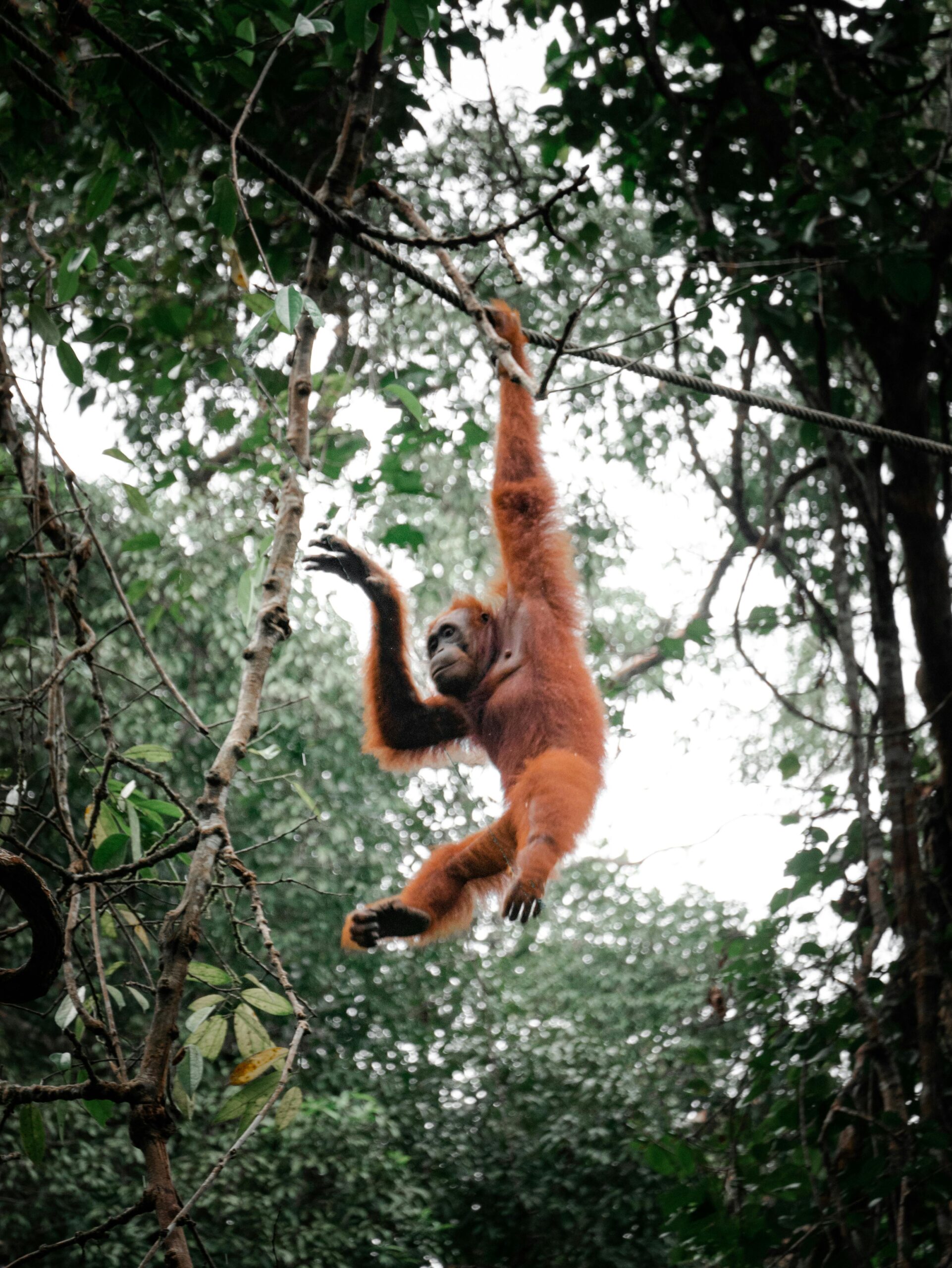 what animals can you see on safari in borneo
