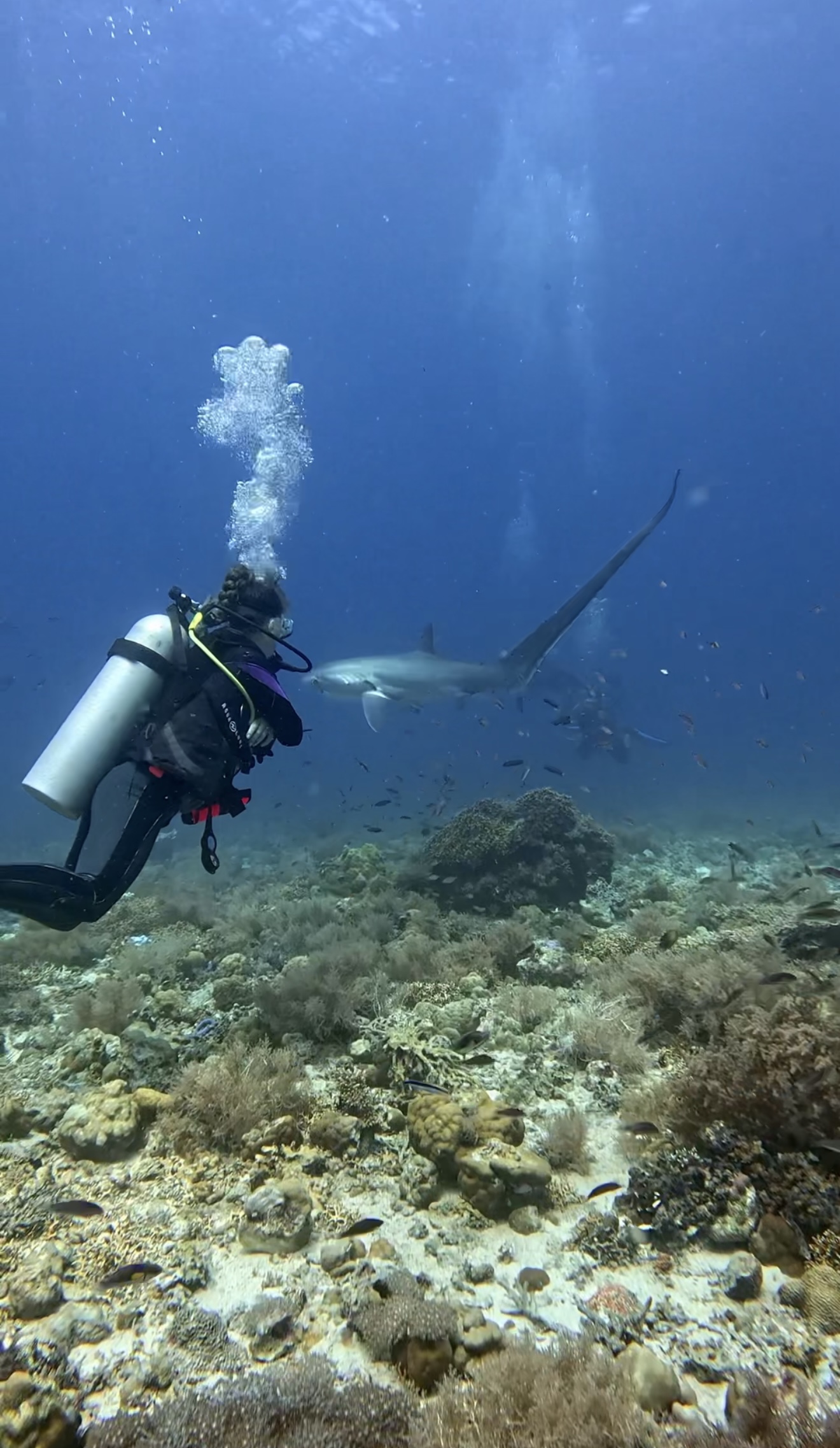 dive sites malapascua