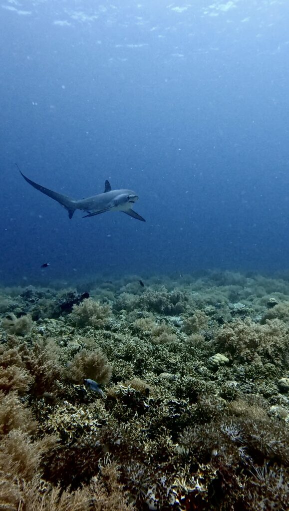 thresher shark