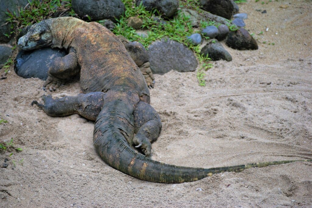 komodo liveaboard vs. land-based diving