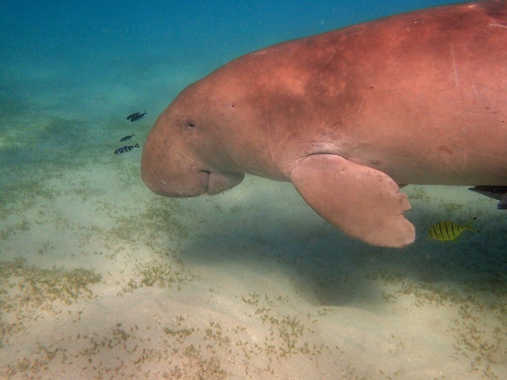 scuba diving with dugongs in Coron