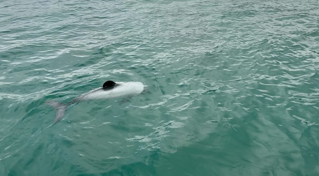 swim with dolphins akaroa price