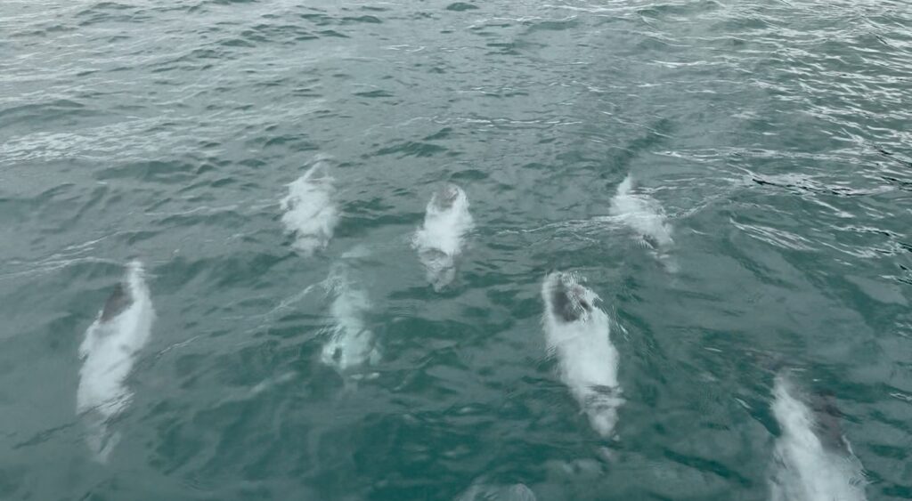 swim with dolphins akaroa price