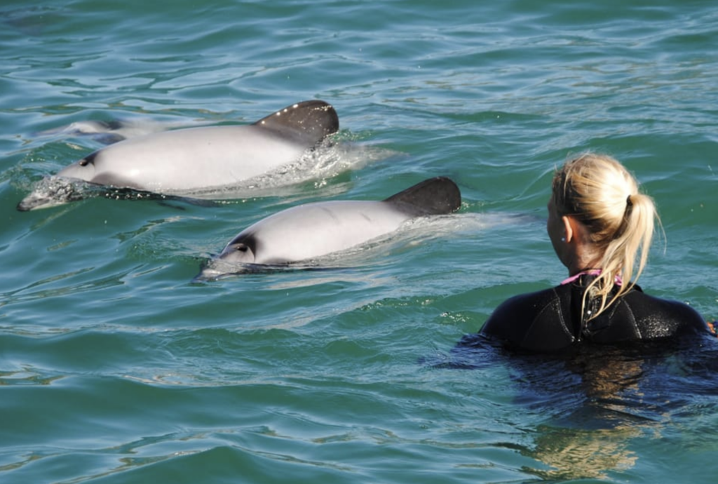 swim with dolphins Akaroa or Kaikoura