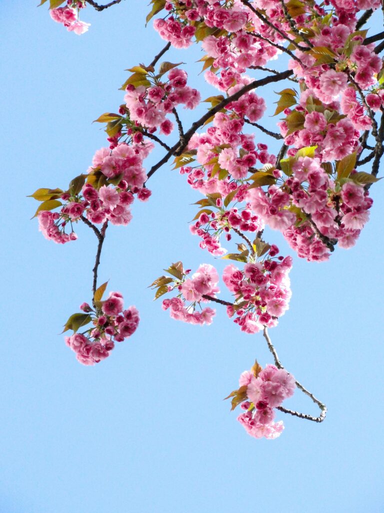 Where is the best city in Japan to see cherry blossoms?