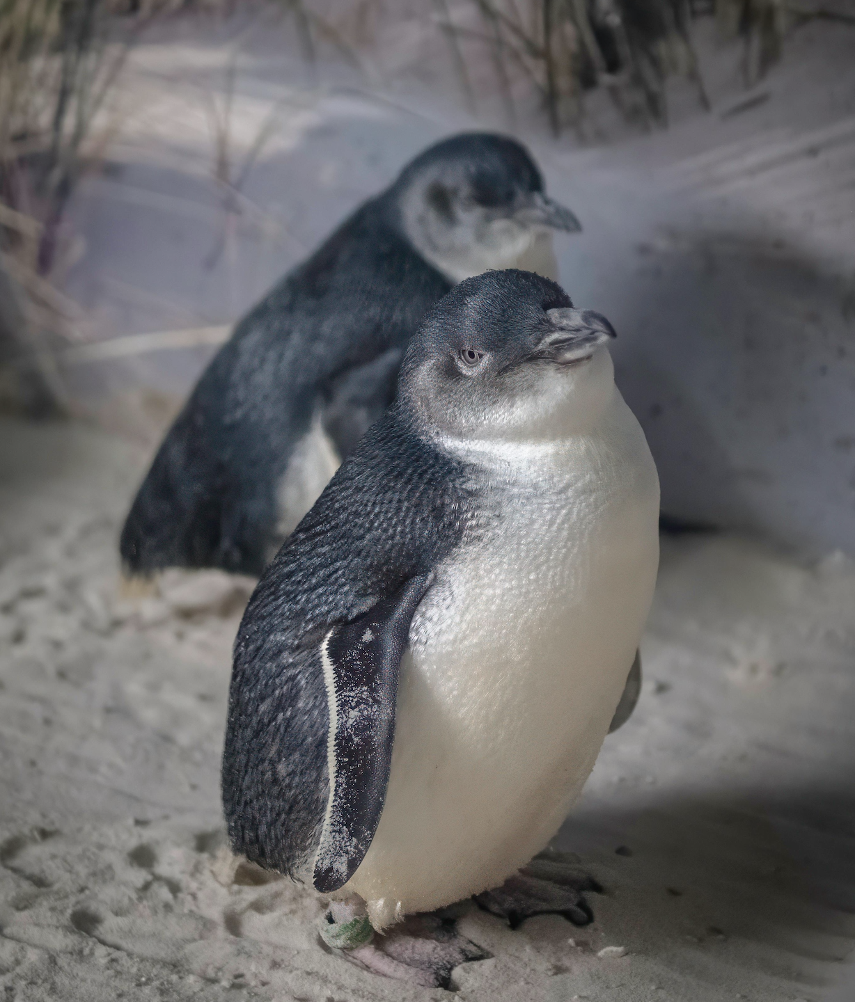 oamaru blue penguin colony review