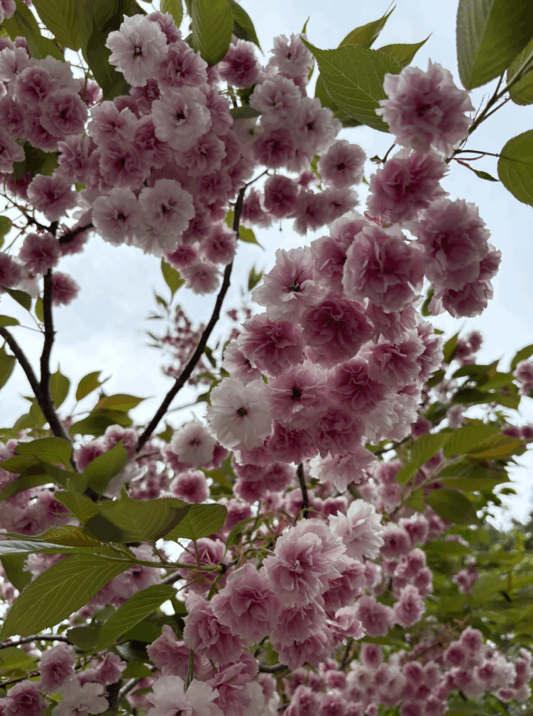 best cherry blossom spots in japan that aren't busy