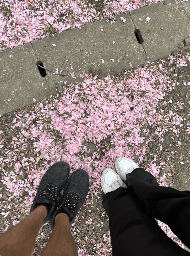 how to see cherry blossoms in japan without crowds