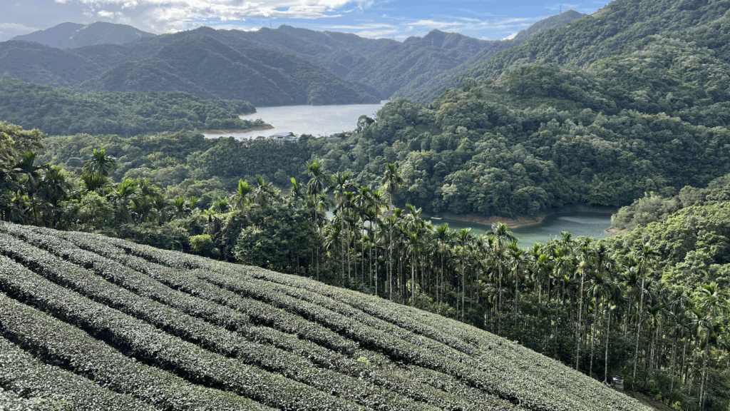 pinglin tea plantation tours taipei
