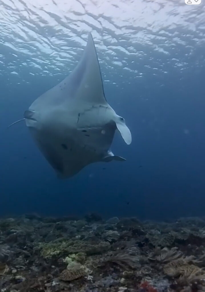 manta ray volunteer projects