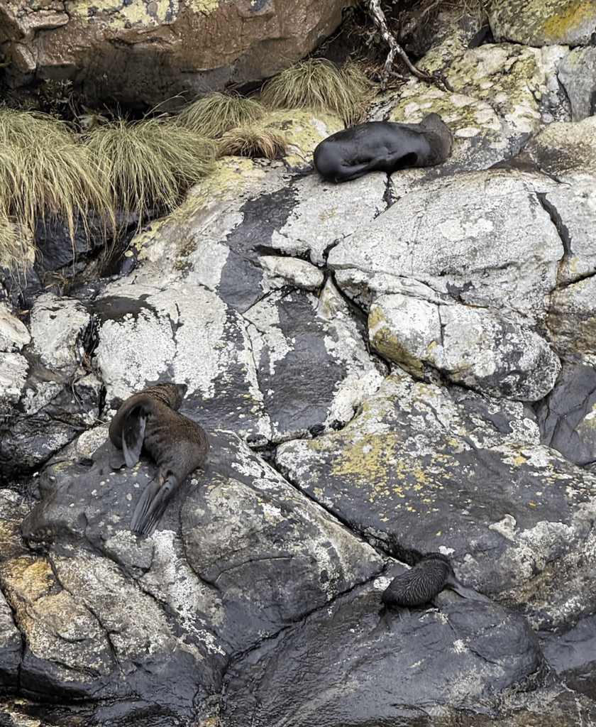 is milford sound cruise worth it