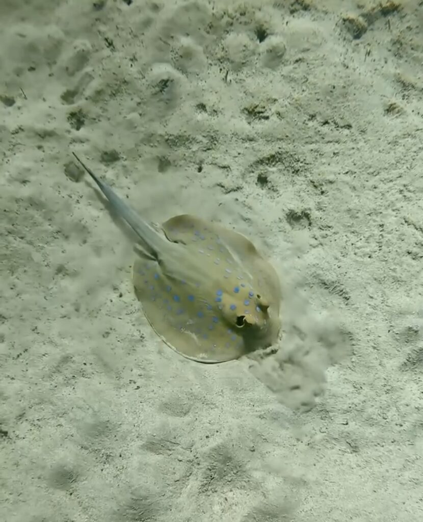 best non liveaboard diving egypt 