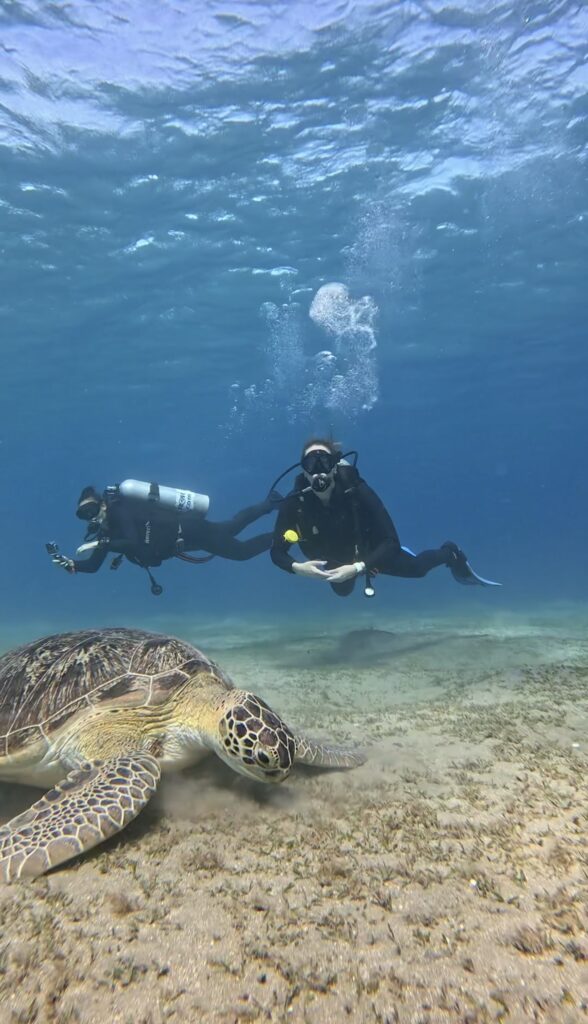 scuba divers with sea turtle