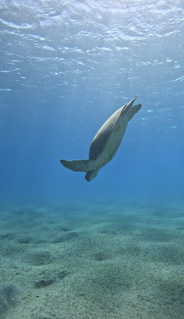 scuba diving in marsa alam