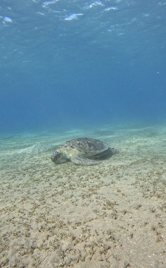 sea turtles marsa alam