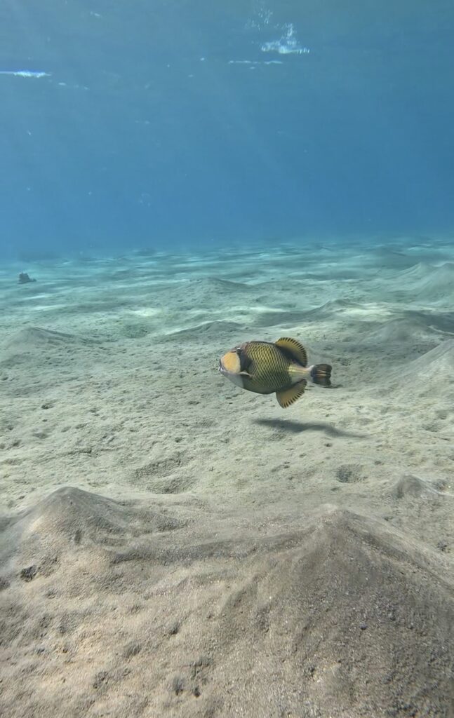 when to visit marsa alam