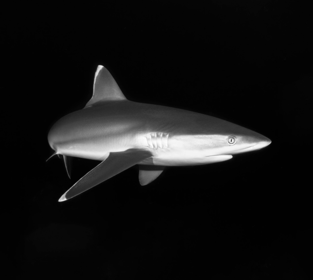 marsa alam oceanic white tip shark