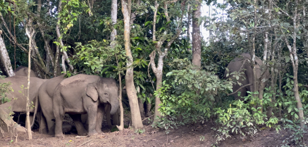 best time to see orangutans in borneo
