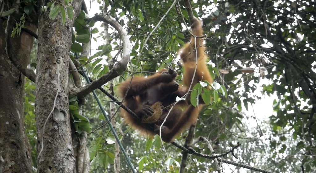 is borneo worth visiting