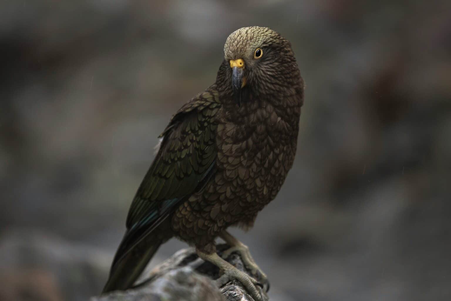 new zealand wildlife kea on branch