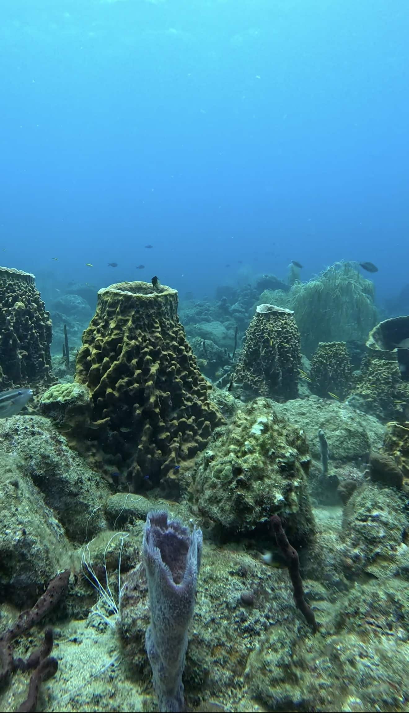 scuba diving Dominica coral reef
