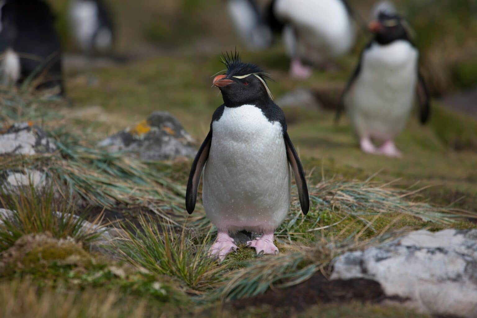 where to see penguins in new zealand