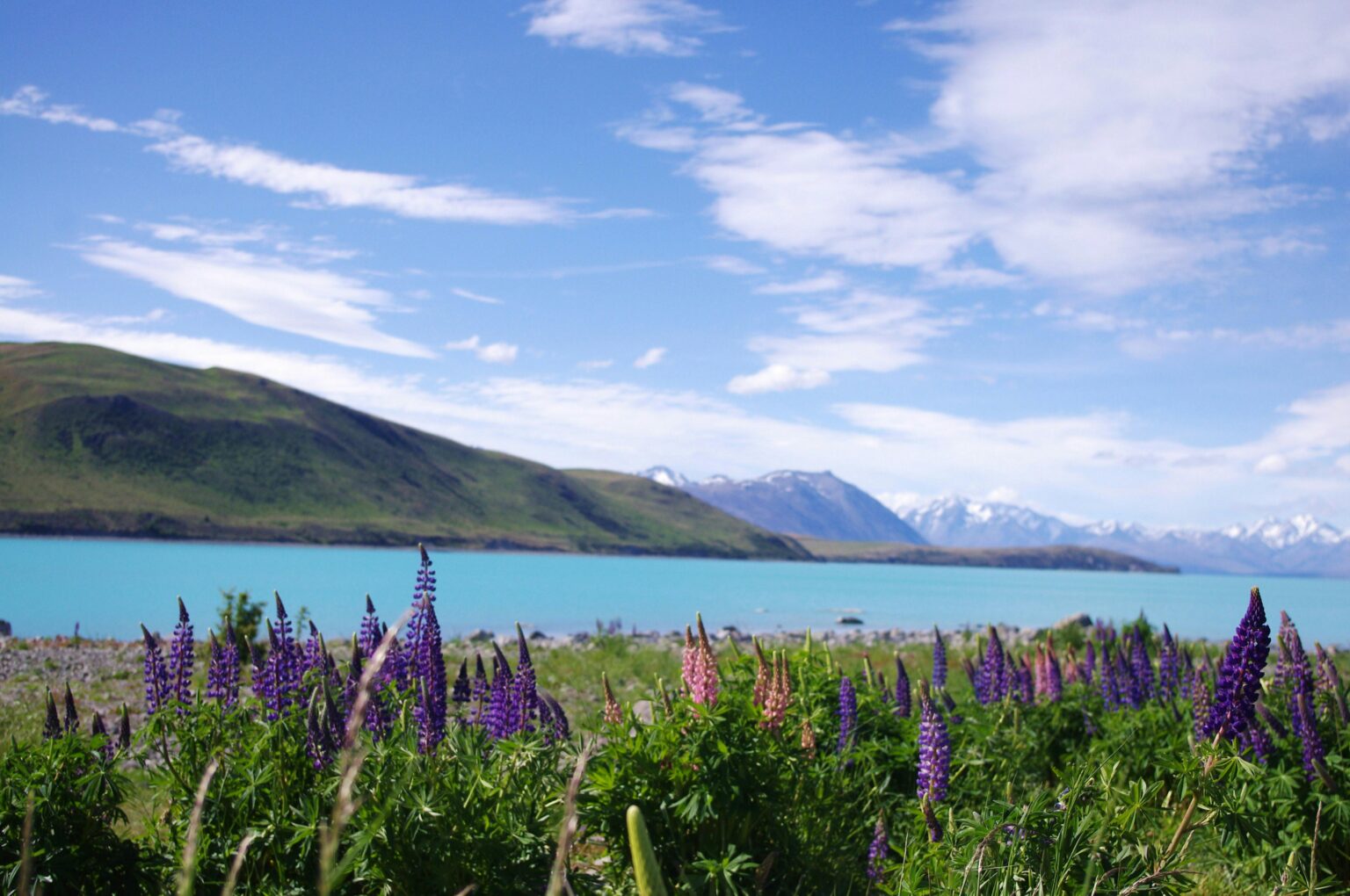 Lupins on Lake Tekapo New Zealand
