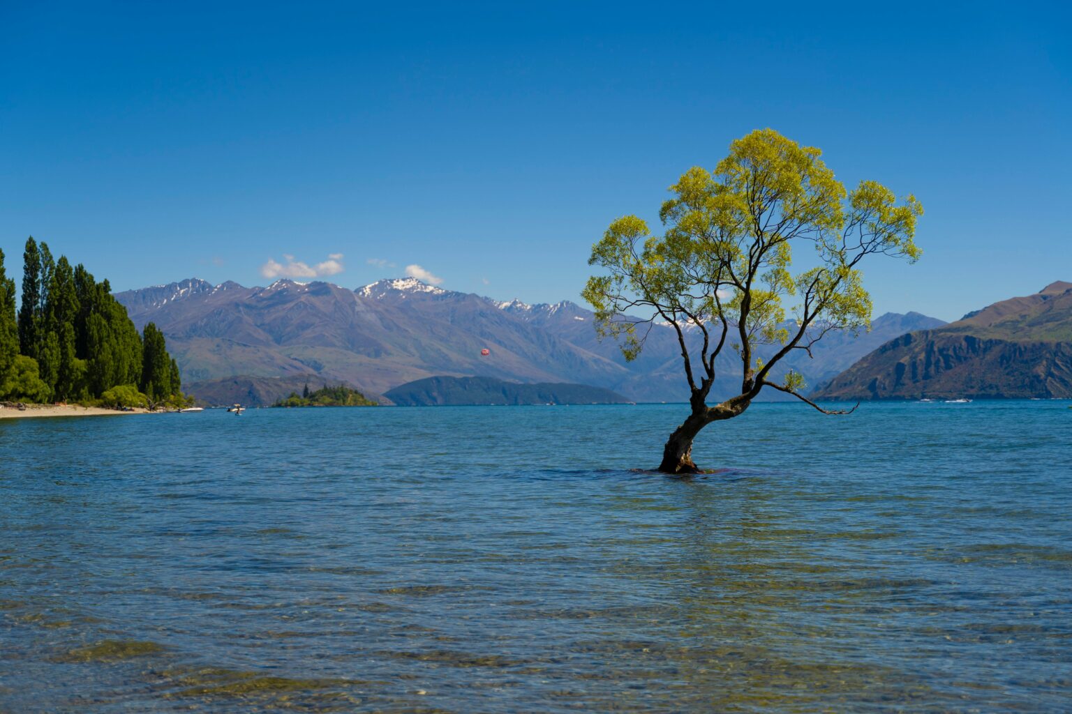 tree inside of lake wanaka in front of the mountains (wanaka tree)