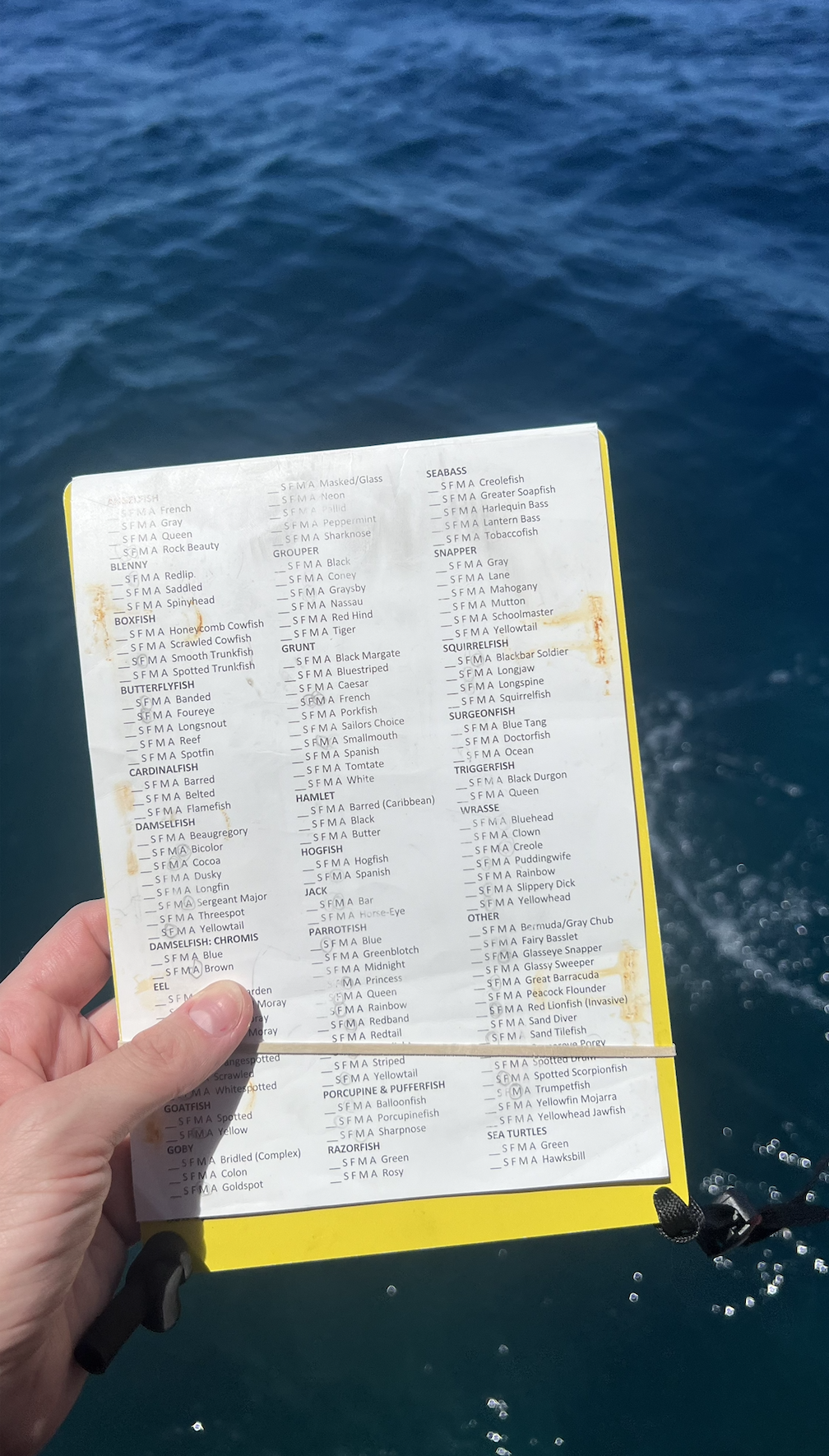 scuba diving Dominica fish ID sheet

