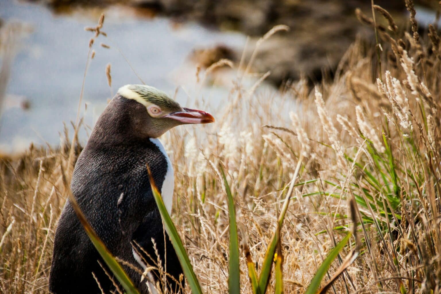 new zealand wildlife yellow-eyed penguin