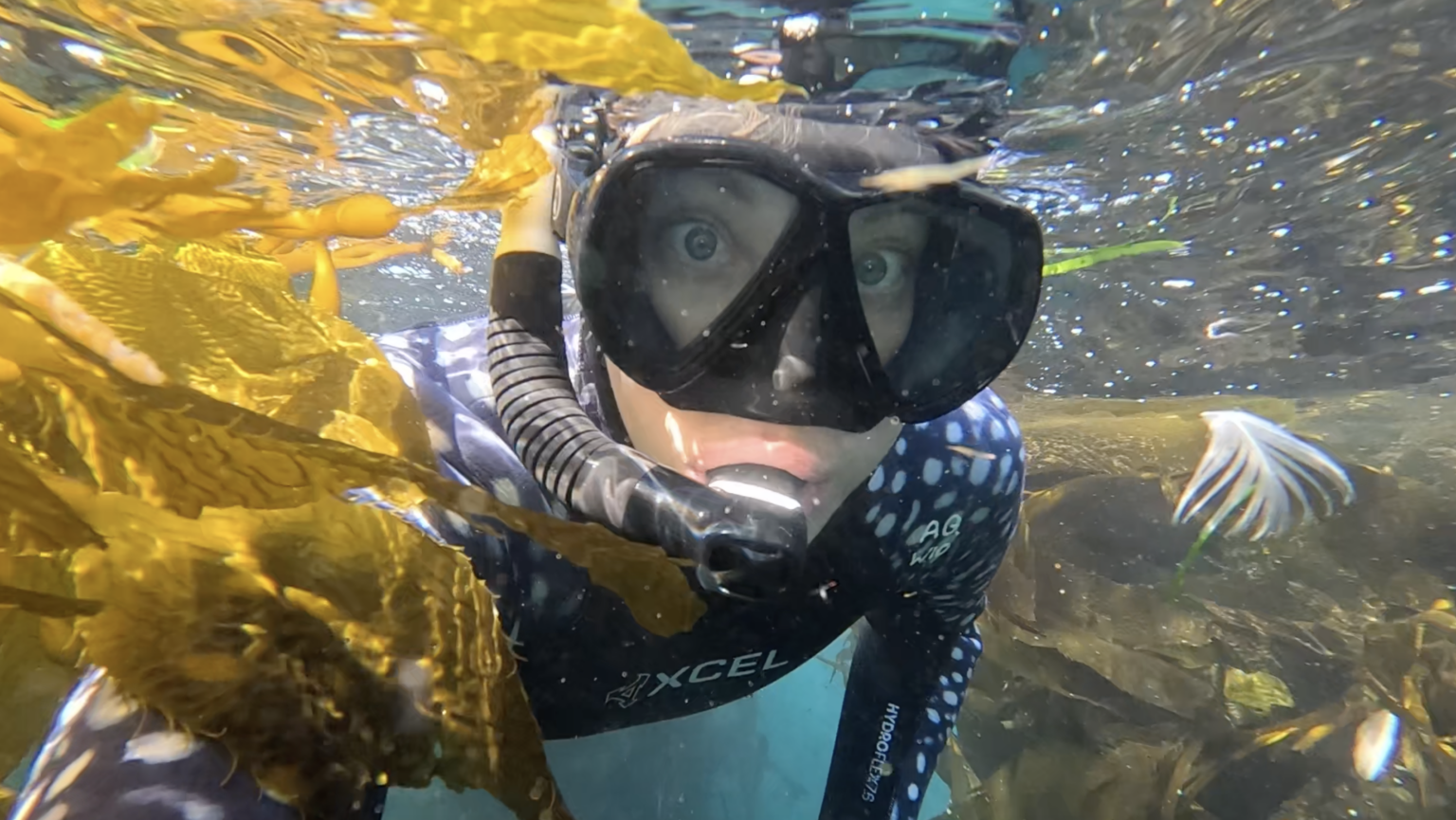 woman snorkeling in kelp bed in monterey bay california