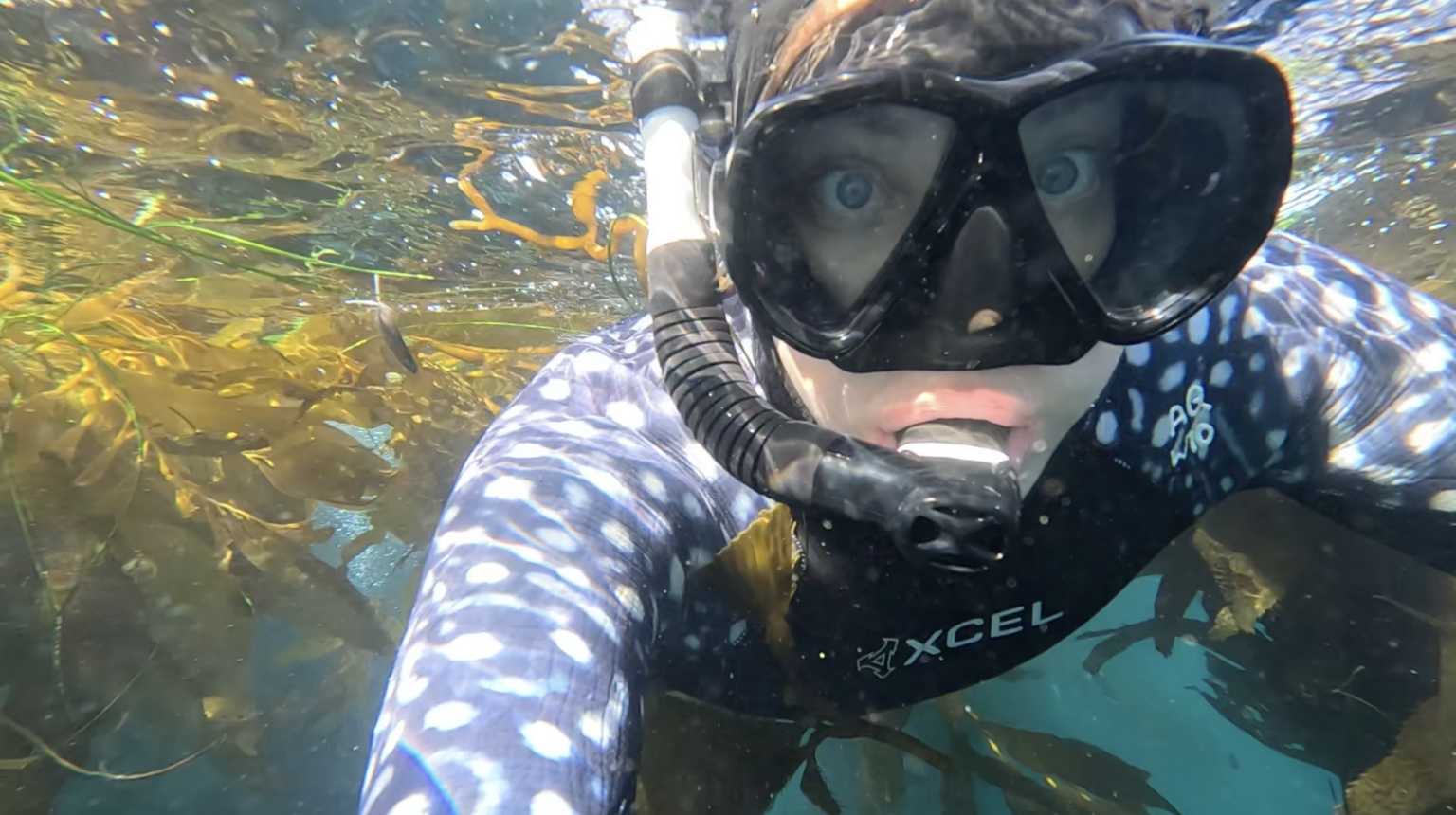 snorkeling in monterey guided tour