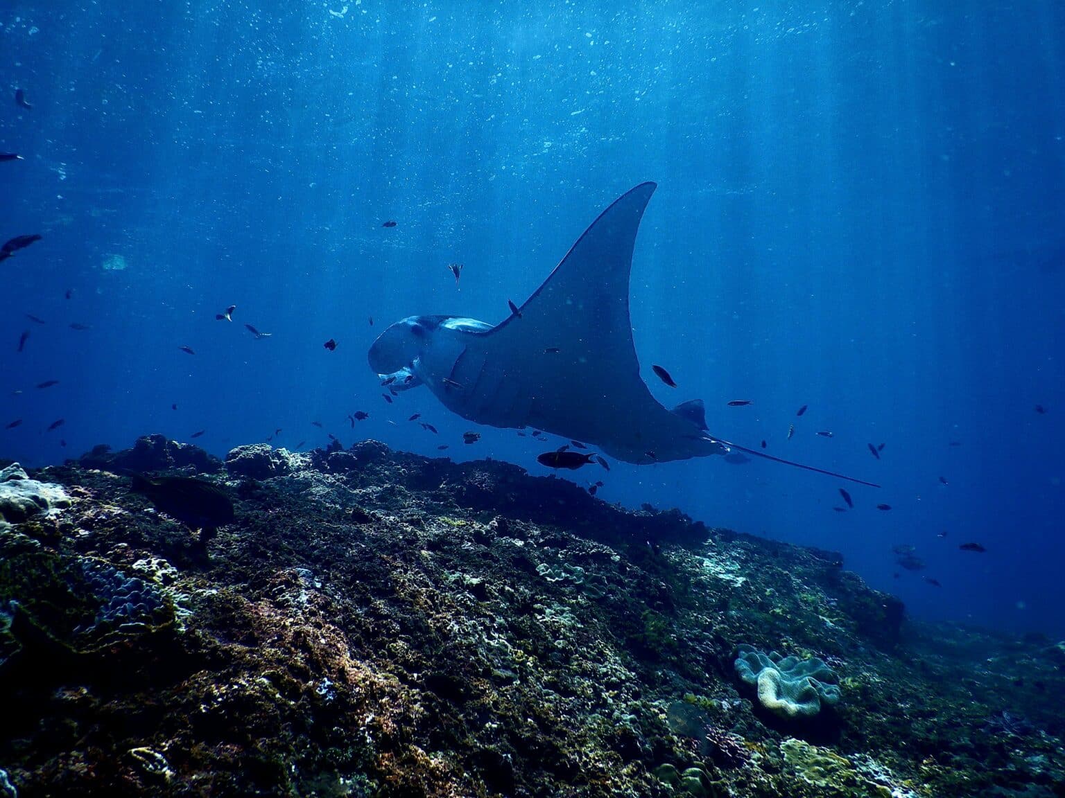 best scuba diving destinations manta ray
