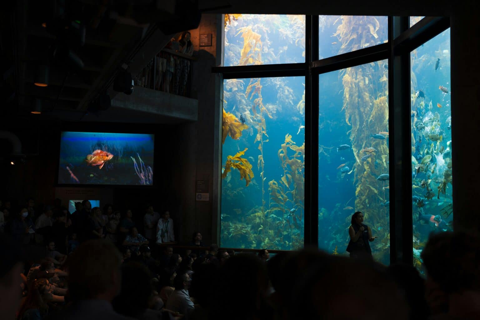 monterey bay aquarium california kelp exhibit