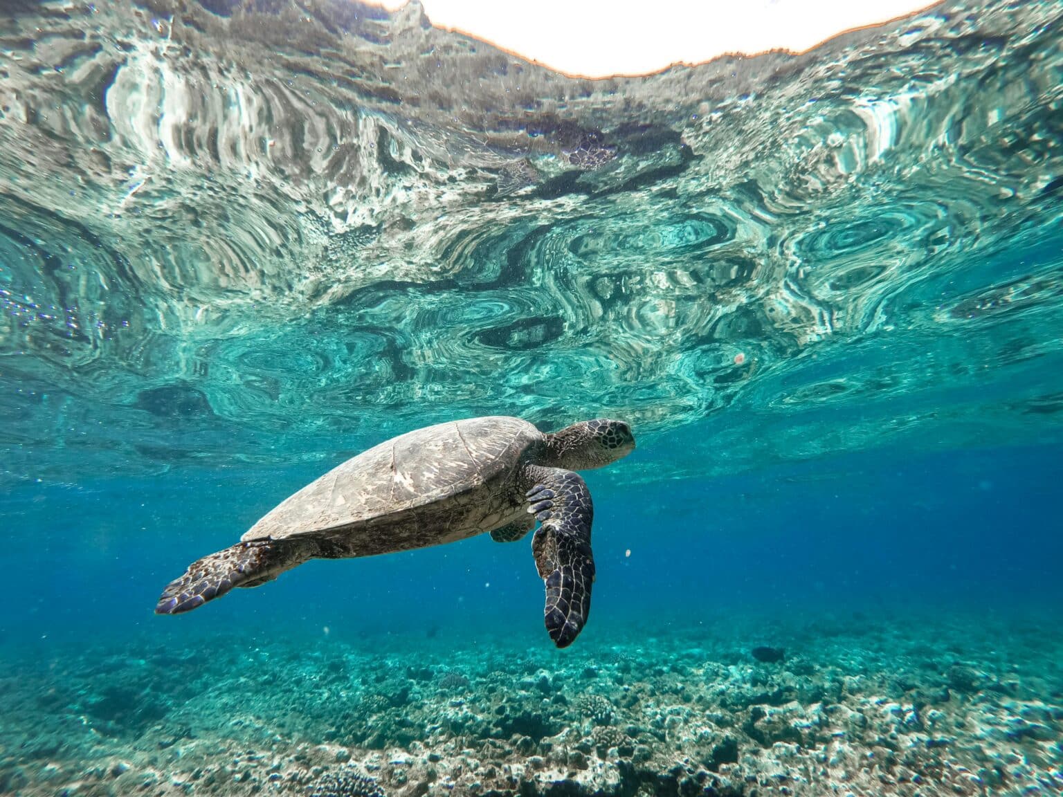 Best dive destinations sea turtle swimming