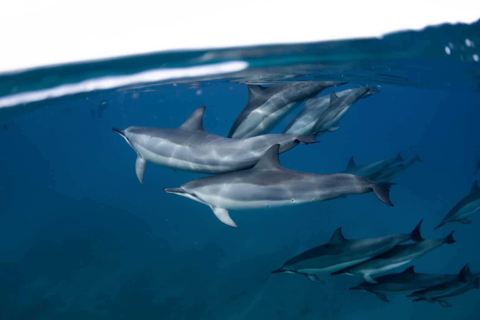 Hawaiian spinner dolphins diving Maui