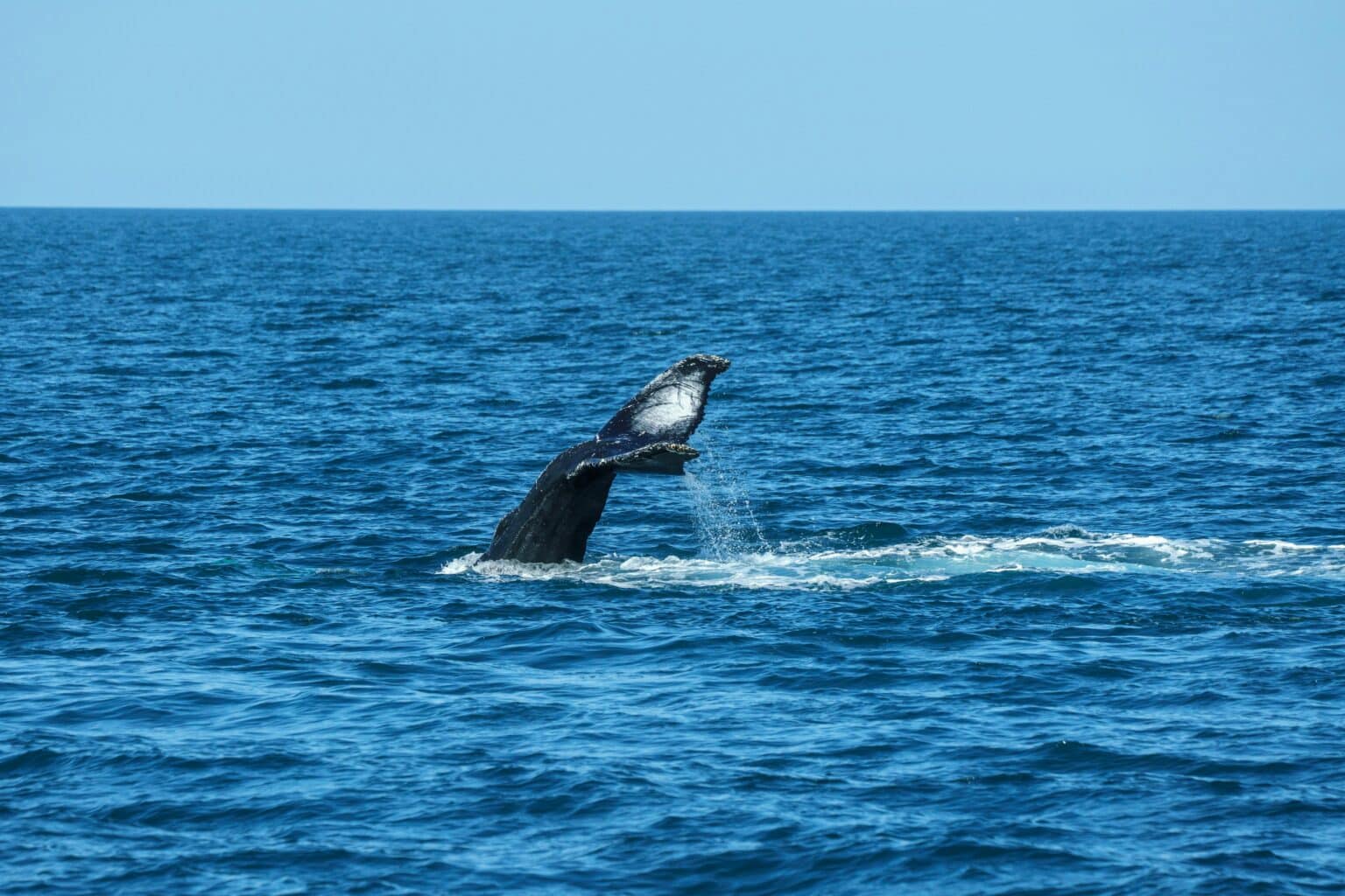 humpback whale tour in monterey bay california