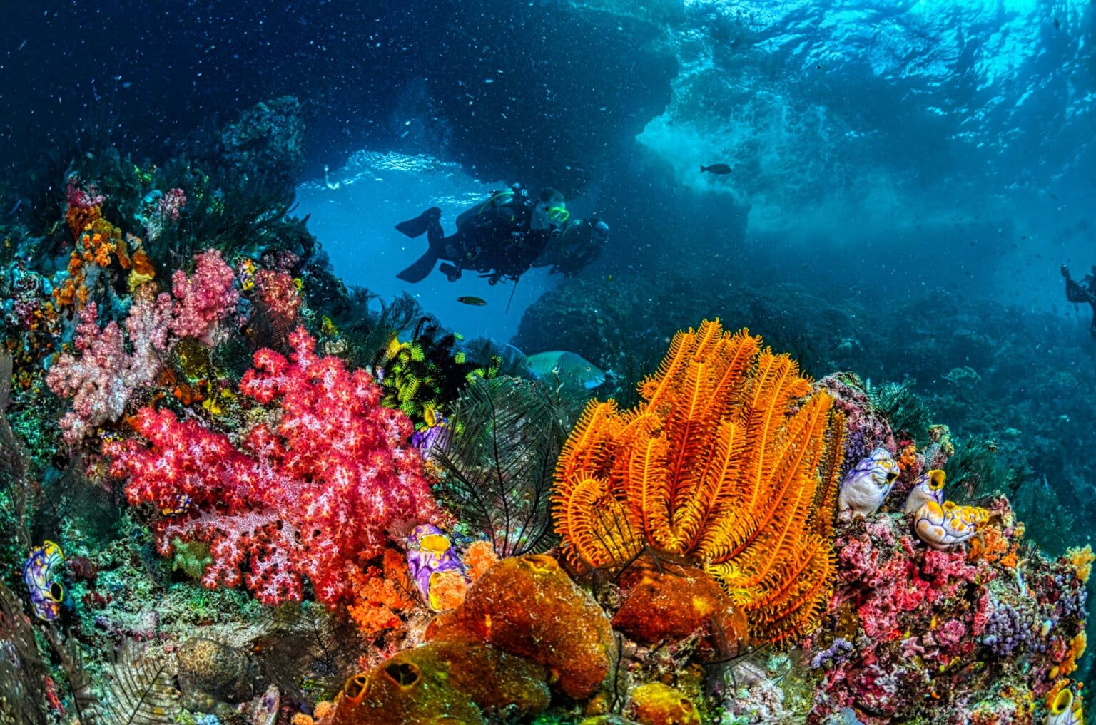 best dive destinations Philippines coral reef
