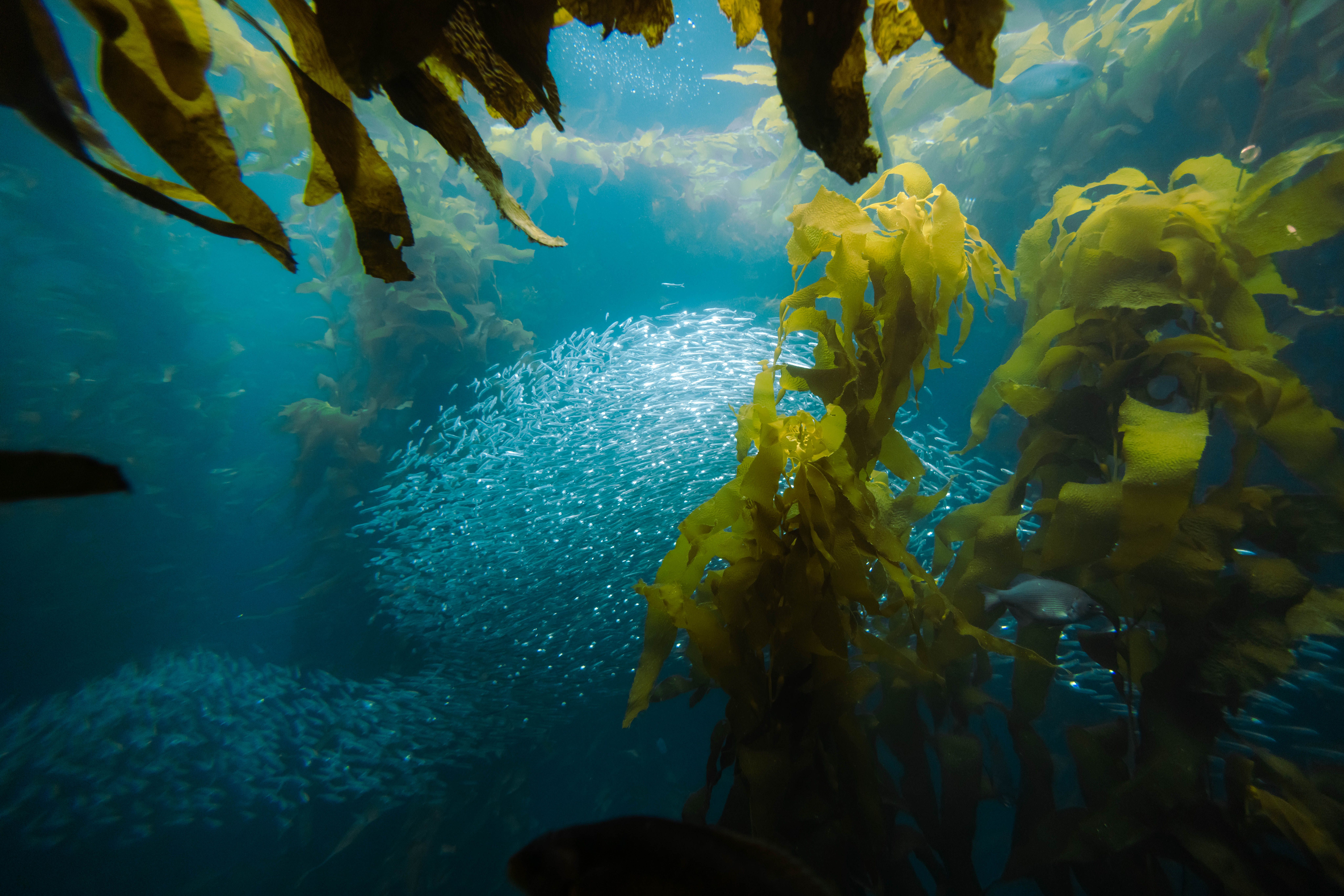 Snorkeling in Monterey bay California tour guided
